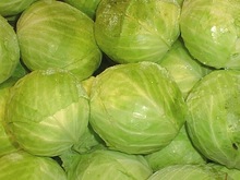 High Quality Fresh Organic CabbagesVGCC0011